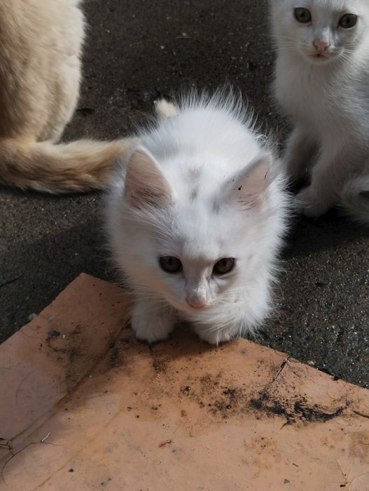 Котёнок в добрые руки!