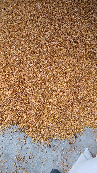 Vând porumb doar de la minim 5 tone an sus  transport gratuit