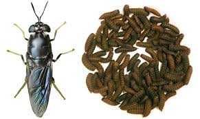 черная львинка(black sodier fly ) қора аскар пашшалари личинкалари
