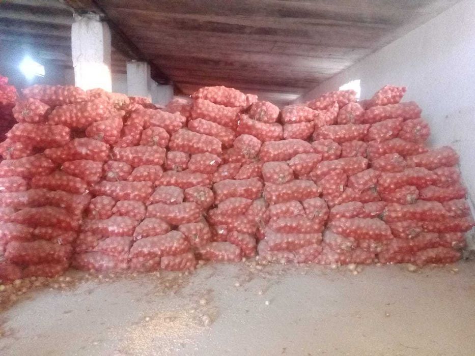 Лук крупный-калибровка 5-12 mm