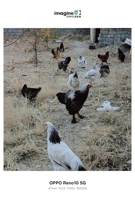 Кораздар сатылады. Брама