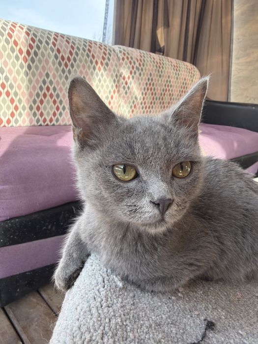 Отдам котят в хорошие руки