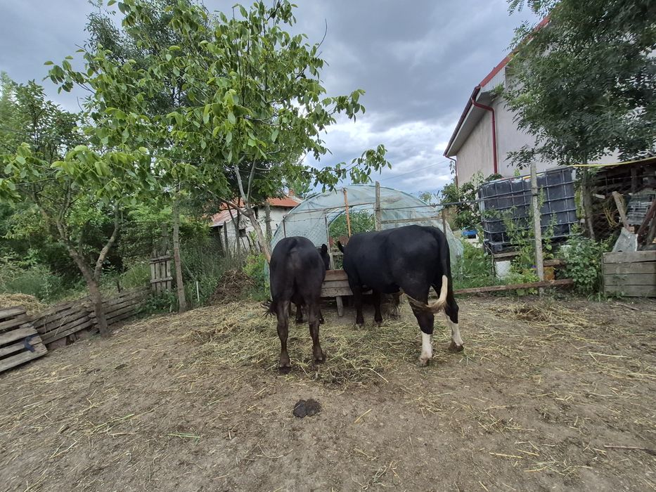 Vând tăuraș de 11 luni