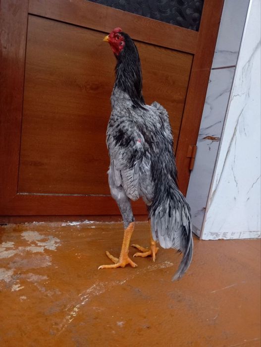 Дакан шоже сатылады июнь