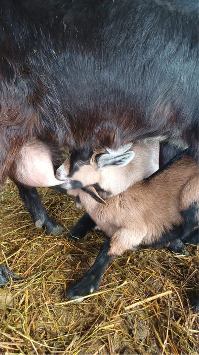 Capre Alpine Franceze