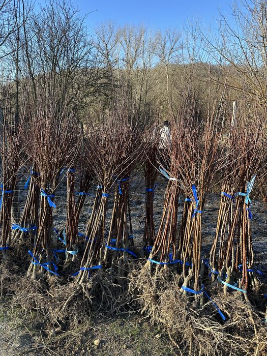 Pomi fructiferi de cea mai buna calitate