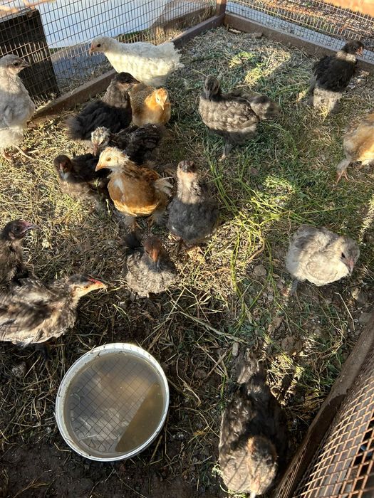 Куры домашнии      .