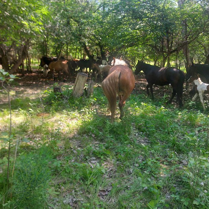 продам лошади  обращайтесь