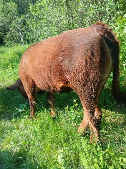 Vand vaca si juninca