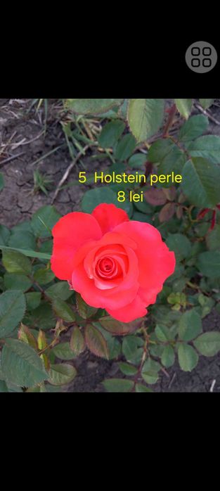 Trandafiri cu rădăcina liberă