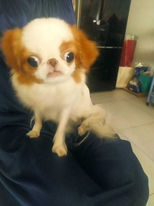 Щенок Японского хина, 1 год, девочка