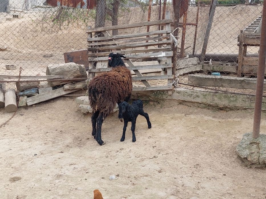 Жас қозылы қой сатылады