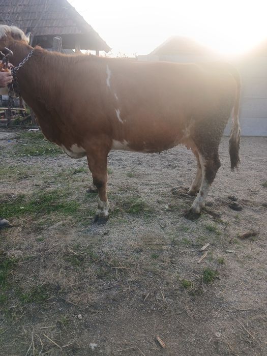 Vând vaca baltata românească de 4  ani ani