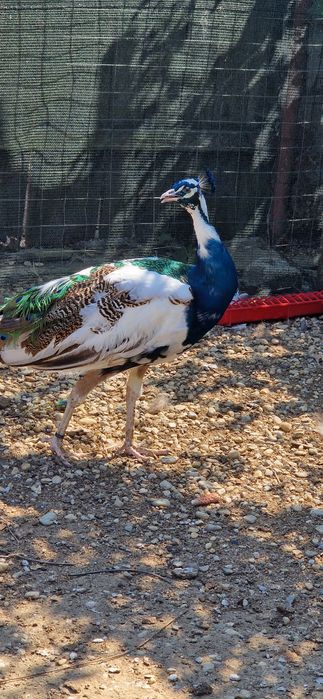 Pauni si paunițe de vânzare
