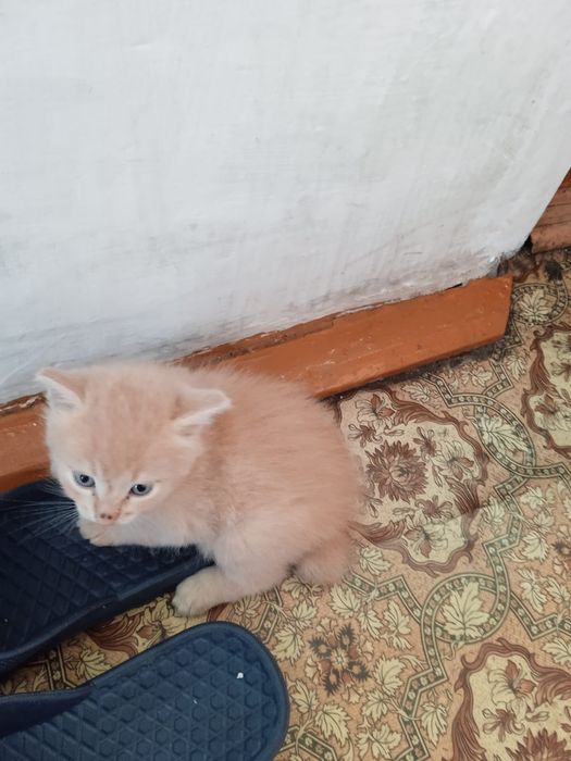 Продам котят по 2000