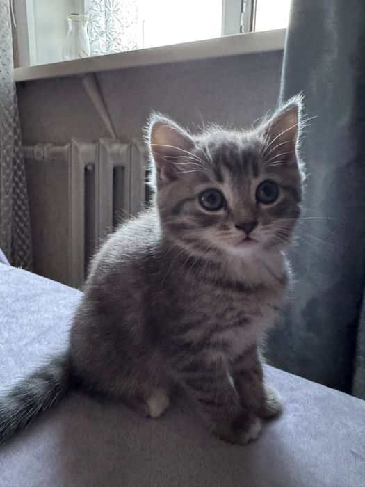 Отдам двух котят (девочки)