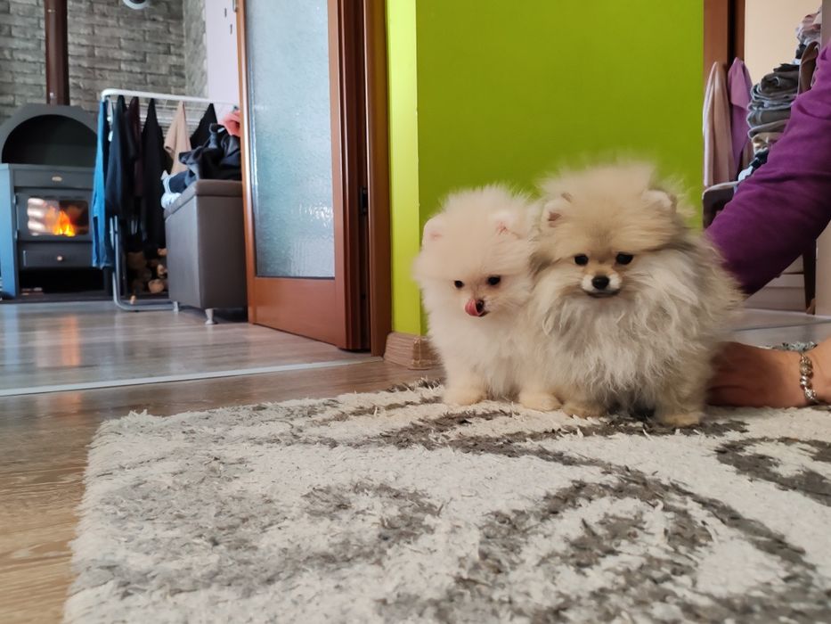 Померан мини  мъжки