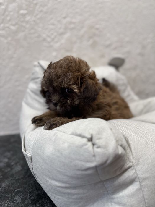 Продам щенков мальтипу, остались два мальчика.