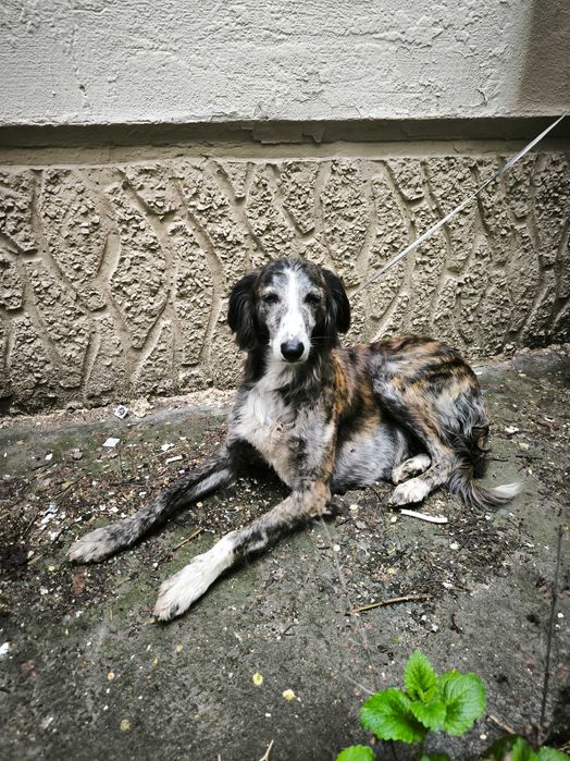 Отдам в добрые руки. Срочно!