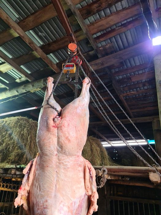 Соғым сирақтап,табақтап