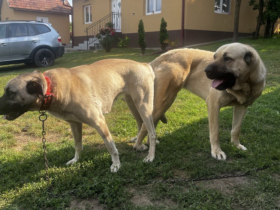 Vand catei rasa Kangal