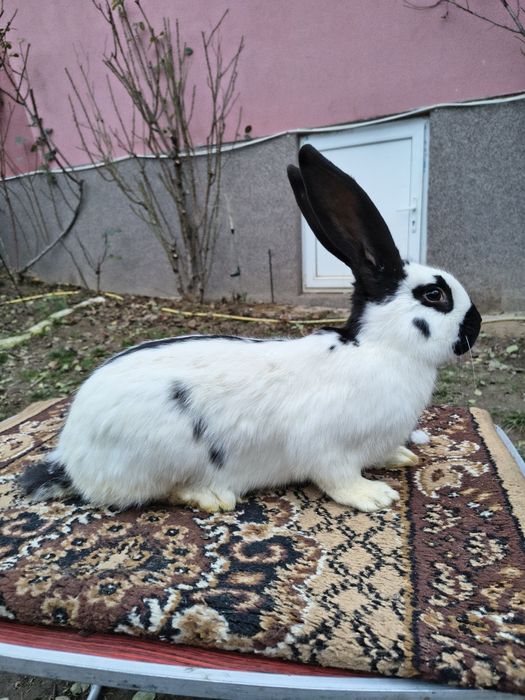 Mascul Pestriț German