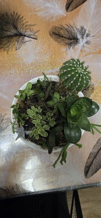 Суккуленты, кактусы садики
