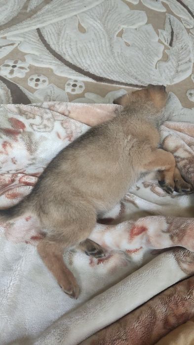 Пропал щенок малинуа