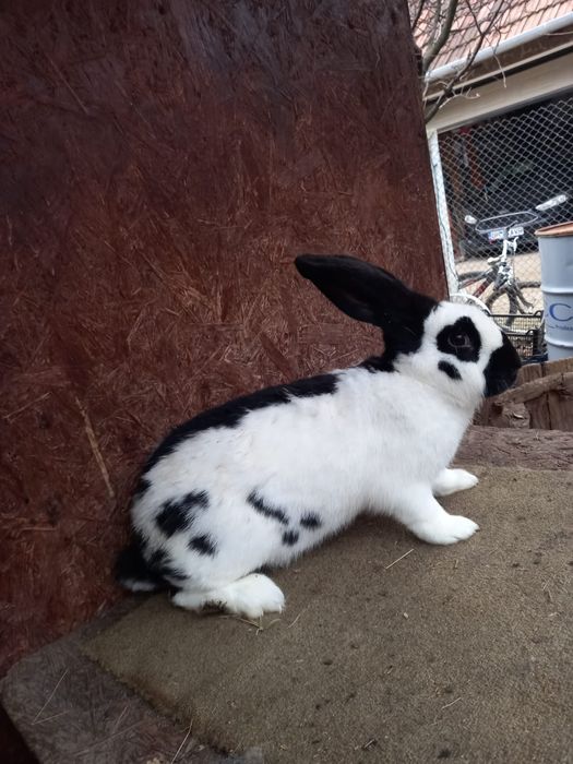 Femele fluture german