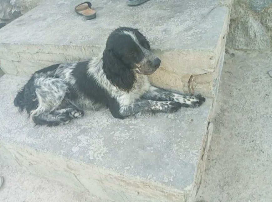Спаниель охотник. Spaniel ovchi kuchuk bolalari