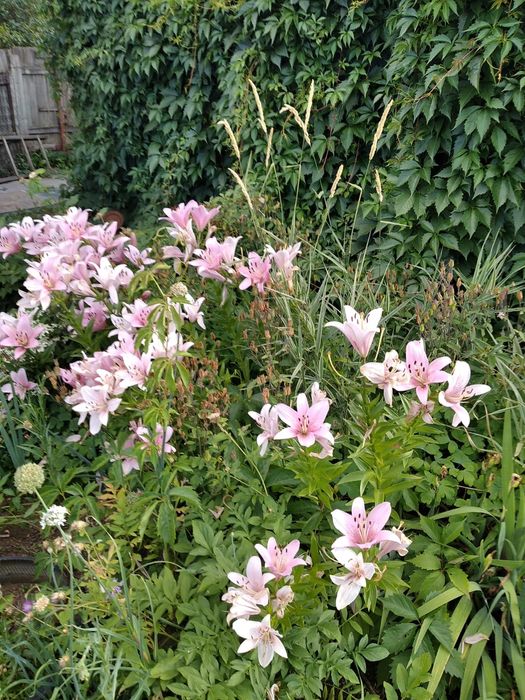 Продам дачу Тимирязева