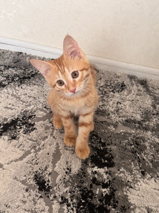 Котенок мальчик! ДАРОМ