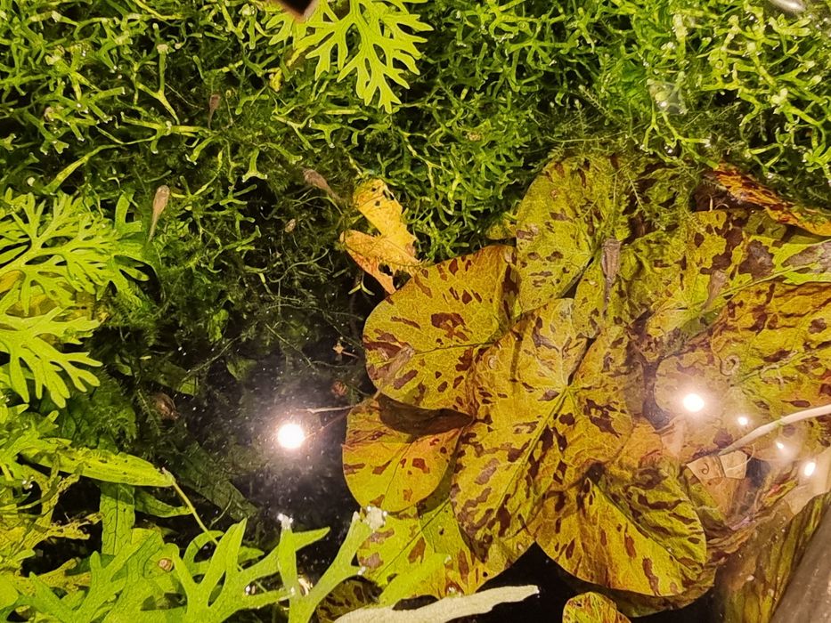 Nufar de acvariu in scoică, betta, moss