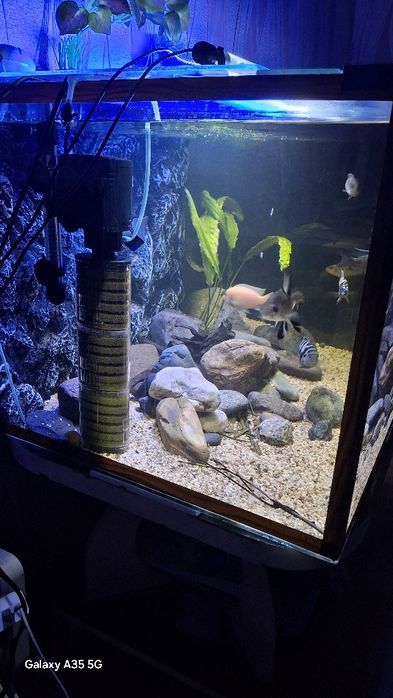 Аквариум с рыбами