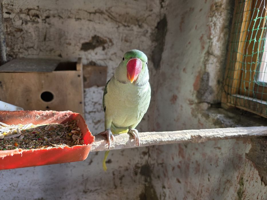 Aleksandra va prirura sotiladi ruchnoy