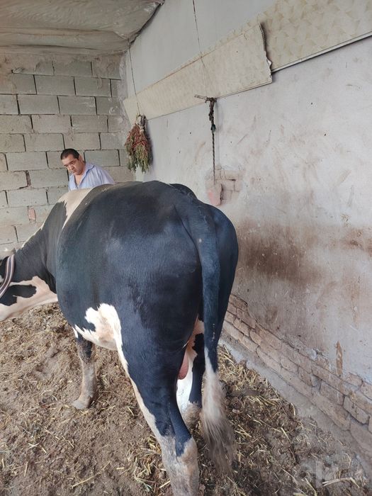 Hokiz 28 mln kelishiladi