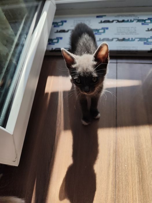 Котята от мышеловки