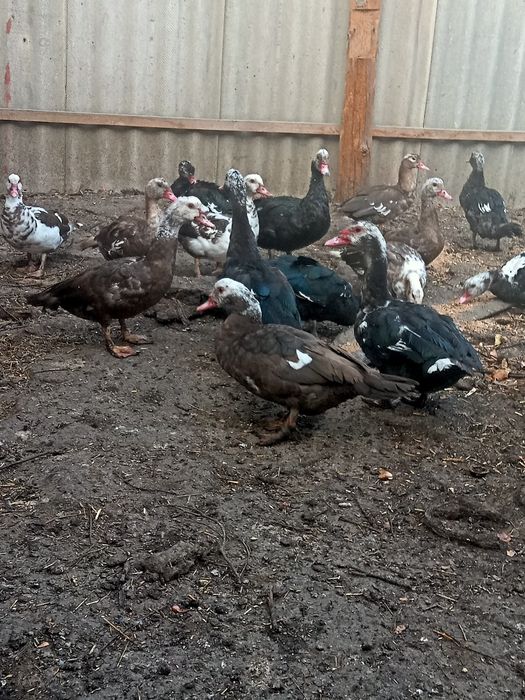 Продаются индоутки . 5000т.