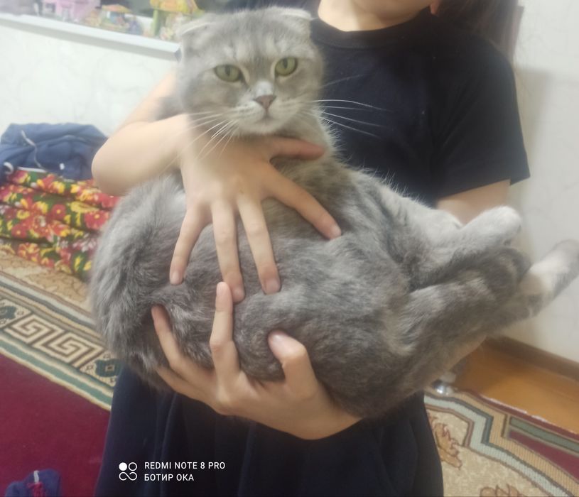 Сотилади мушу болари