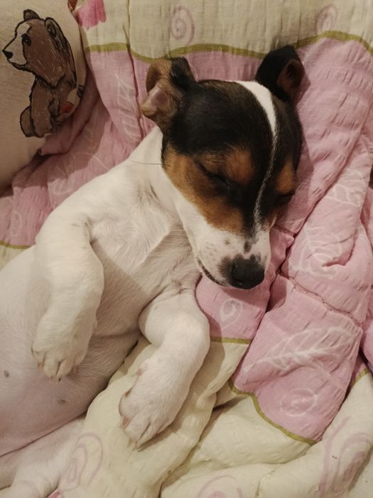 Джак ръсел мини териер