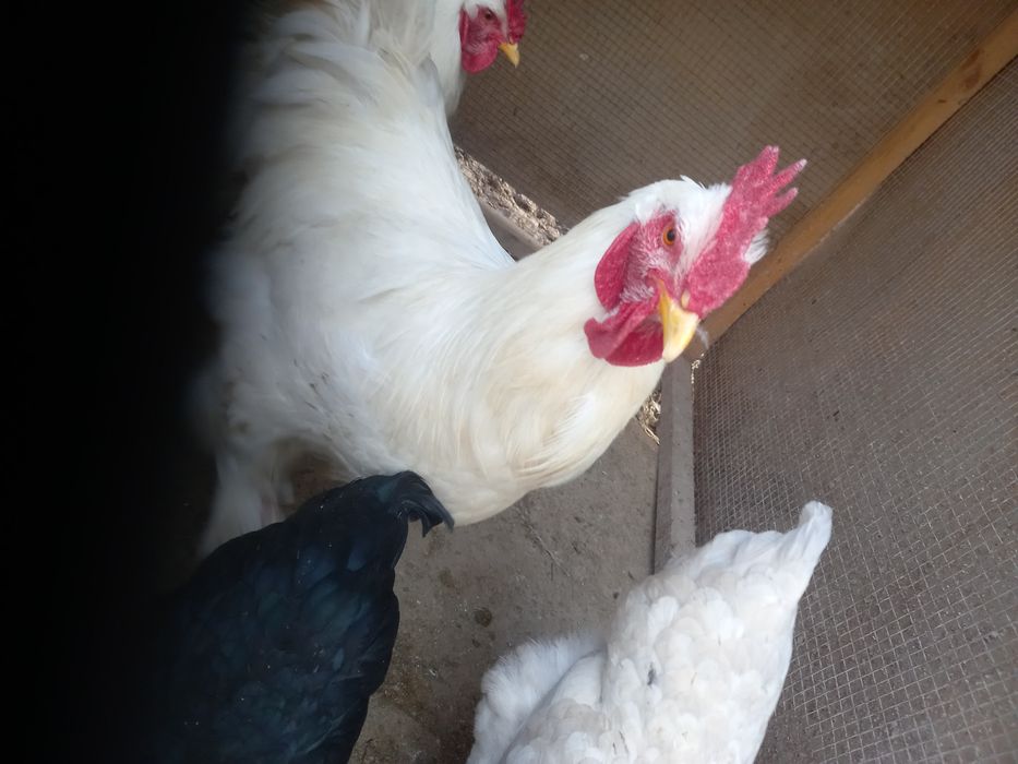 brama xurozlar sotiladi