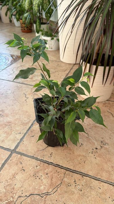 Цветы,  комнатные растения