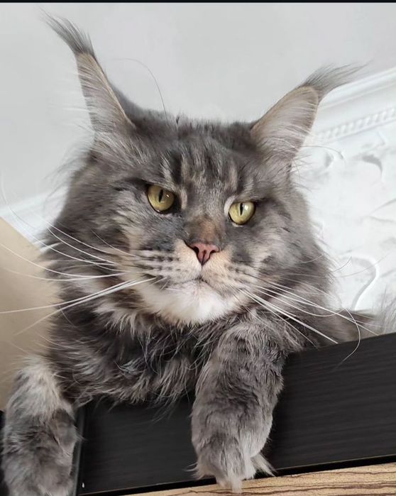 Мейн кун котята.