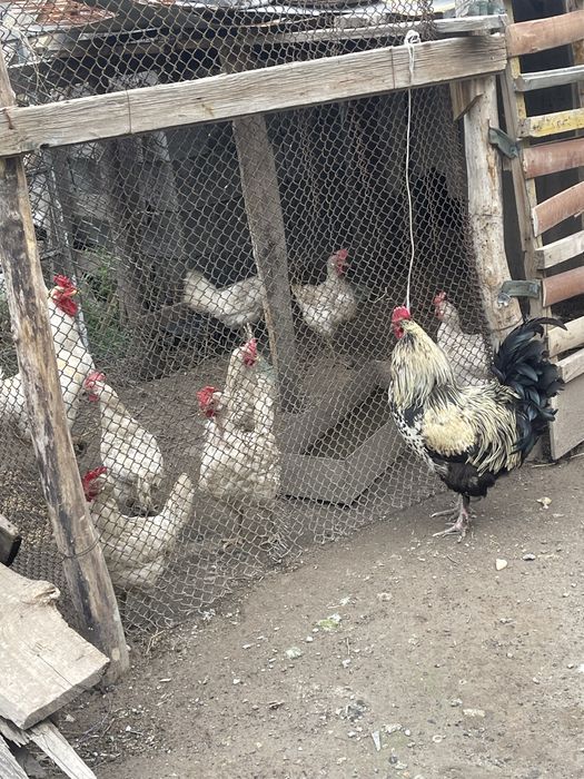 Продам курей нисушек
