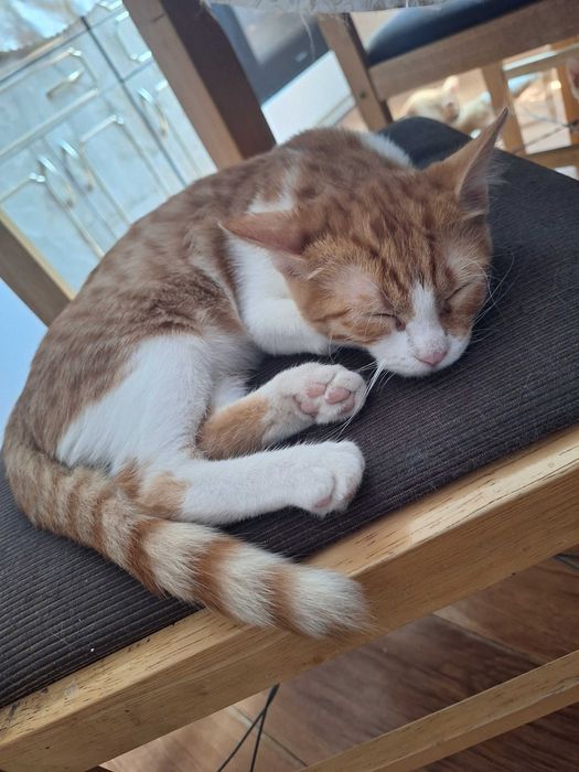 Малки сладки котенца