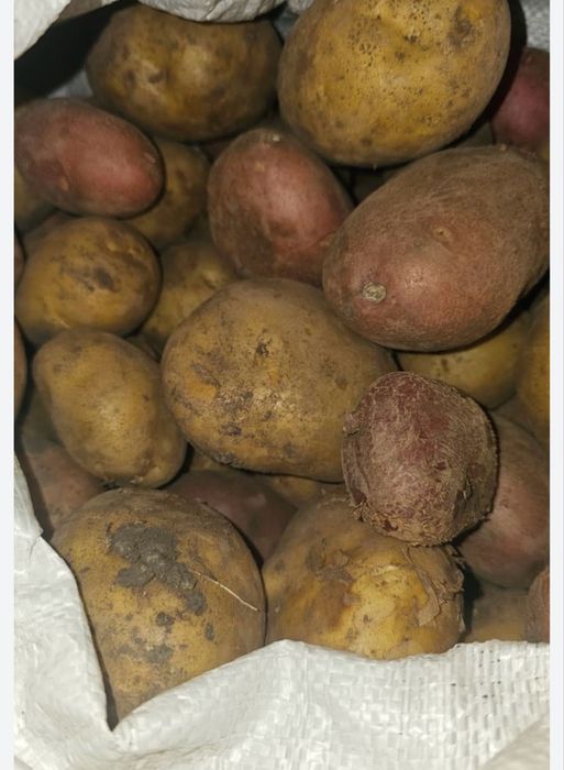 Дачный картофель