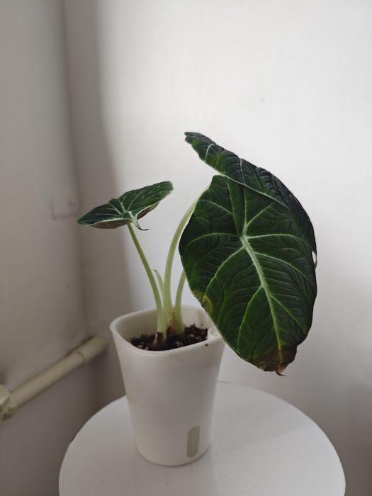 Алоказия домашняя