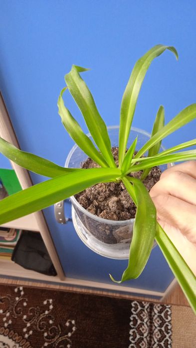 Расспродажа цена от 550тенге