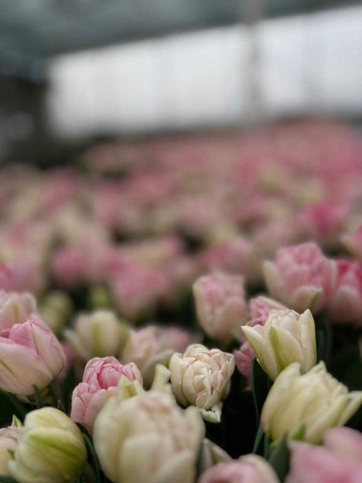 ТЮЛЬПАНЫ ОПТОМ! По выгодной цене!