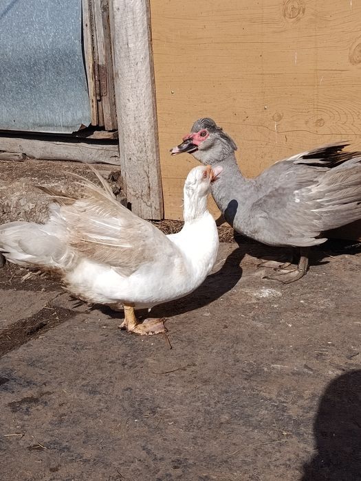 Продам молодых селезней индоуток